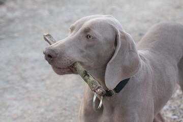 weimaraner vorstehhund an einem kalten nebeligen wintermorgen kopfportrait mit einem stock im maul