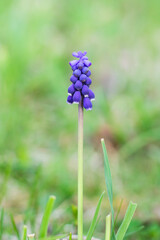 Purple Flowers of Grape Hyacinths bloom in Spring