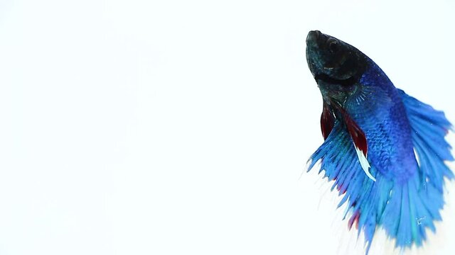 Close up Siamese fish betta blue color in tank water Isolate White Background 