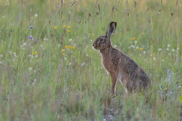 European hare on a meadow with wild flowers © Markus Semmler