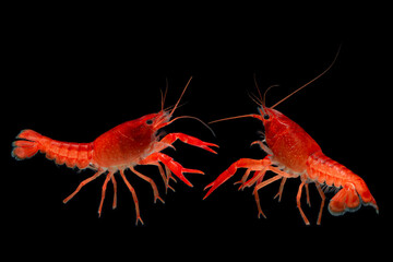 Aquarium Red Lobster shrimp isolated on black Background