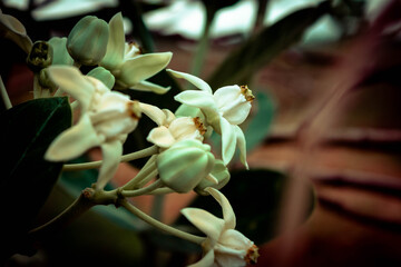 Beautiful white Calotropis gigantea on a tree with a cloudy atmosphere.