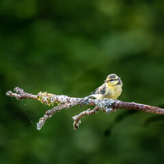A Eurasian blue tit (Cyanistes caeruleus)sitting on branch