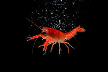 Aquarium Red Lobster shrimp isolated on black Background