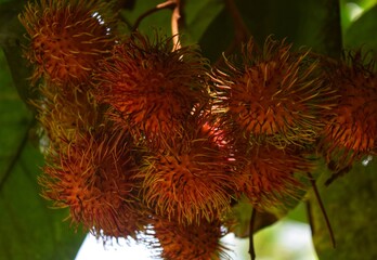 Red colour Rambutan fruits hanging in tree