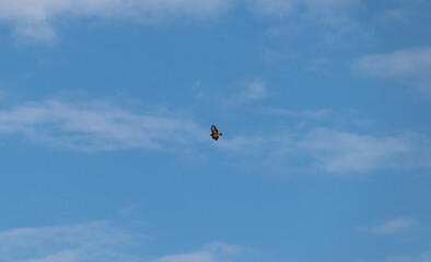 Bussard Mäusebussard am Himmel