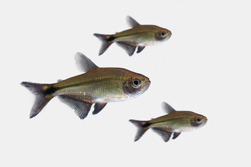 Buenos Aires tetra (Hyphessobrycon anisitsi) isolated on white
