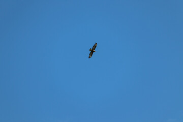 Bussard Mäusebussard am Himmel