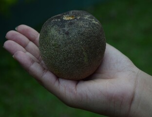 Hand holding a wood Apple