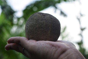 Wood apple on a hand