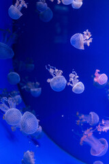 Obraz na płótnie Canvas Poisonous Japanese jellyfish in the aquarium.