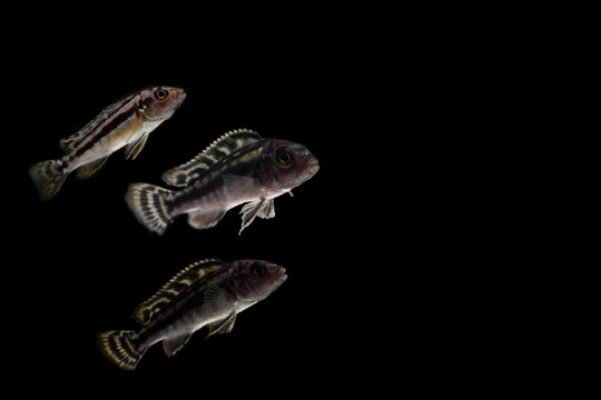 Cichlid or Cichlidae tropical fish isolated on black background