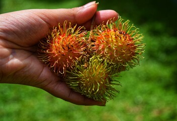 Rambutan fruits on a hand 