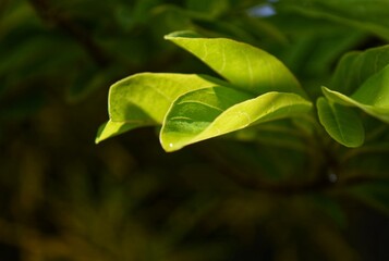 fresh green leaves