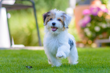 Cute, happy puppy running on summer green grass