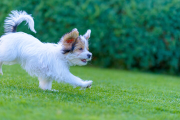 Playful puppy running in vibrant summer park