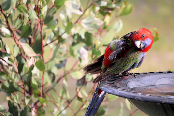 Juvenile Crimson Rosella (Platycercus elegans) in moult, at bird bath South Australia