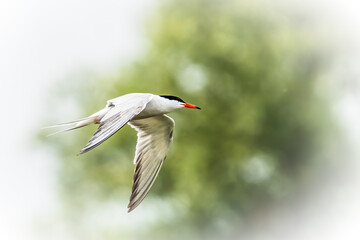 Common tern in flight