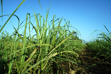 Sugarcane in field. green sugarcane growing in field.