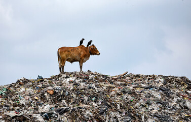 Animals and birds  wander around at one of the largest disposal site, as seen on World Environment...