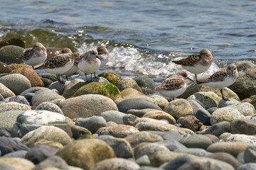 Sandpipers Resting at the Shore. Sandpipers blending in with the rocks at the seashore in Point...