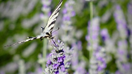 Butterfly in lavender field