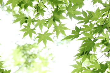 Fototapeta na wymiar Green maple leaves against the sun 