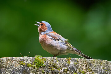 Common Chaffinch singing ( Fringilla coelebs )