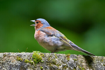 Common Chaffinch singing ( Fringilla coelebs )