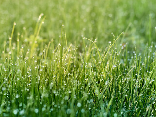 Drops of dew on the grass in defocus