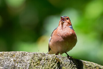 Common Chaffinch singing ( Fringilla coelebs )