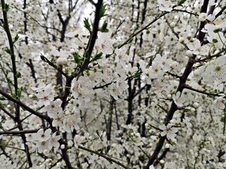 Blooming trees branches - white delicate flowers