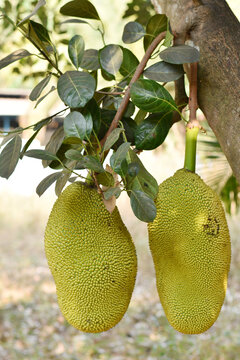 Jack fruit with blurry background