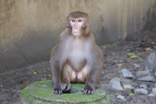 Un macaco indio