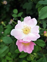 Beautiful pink flower -  Dog rose or Wild rose. Rosa canina, commonly known as the dog rose is a variable climbing, wild rose species native to Europe, northwest Africa, and western Asia.