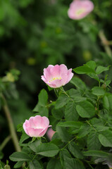 Obraz na płótnie Canvas Pink rose in the garden