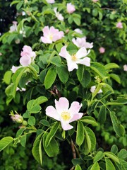 Beautiful pink flower -  Dog rose or Wild rose. Rosa canina, commonly known as the dog rose is a variable climbing, wild rose species native to Europe, northwest Africa, and western Asia.