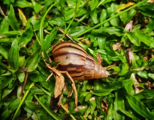 snail on a leaf
