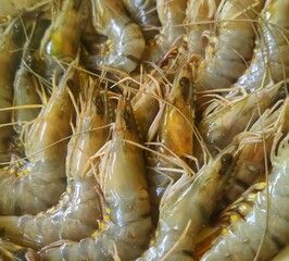 fresh shrimps on the market
