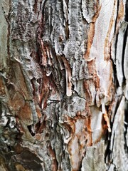 Old tree bark texture - useful as background