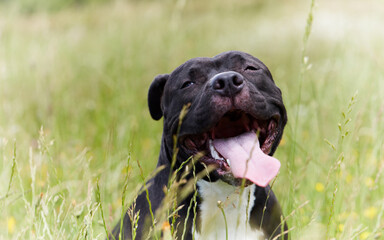 American pit bull terrier in the green. 