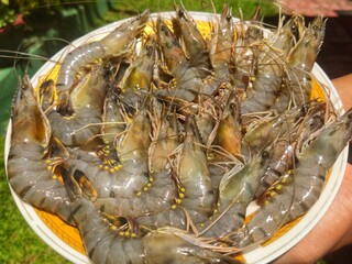 raw shrimp on a market