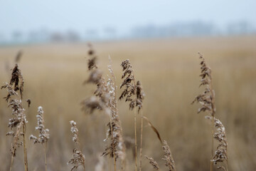 Getreidepflanzen am Rand eines Feldes.