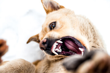 Obraz premium Dog active playing in a show