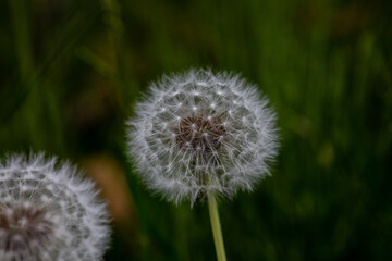 たんぽぽの綿毛