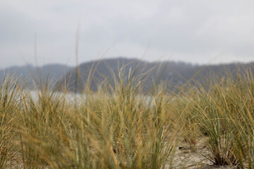 Grass am Strand von Binz