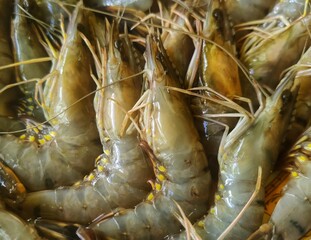 fresh shrimp on a market