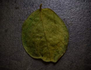 leaf on a wooden background