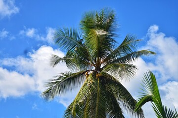 Fototapeta na wymiar coconut palm trees through sky