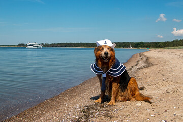 Hund im Matrosen Kostüm am Meer Insel Rügen